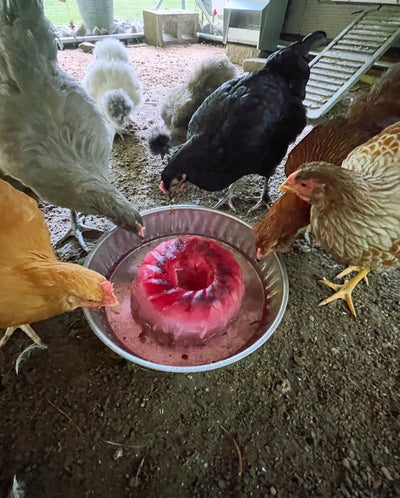Combating the heat in the chicken coop